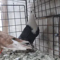 کلاغ کفتر