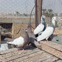 کبوتر|پرنده|جهرم, |دیوار