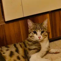 وگذاری گربه