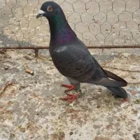 پرنده|پرنده|مسجد سلیمان, |دیوار