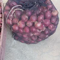 پیاز ریز کیلوی10هزار پیاز درشت کیلوی15هزار|خوردنی و آشامیدنی|شاهین دژ, |دیوار