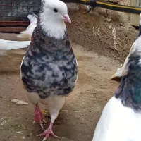 طوقی معمولی بدرنگ|پرنده|آزادشهر, |دیوار