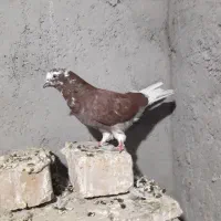 کفتر نر
