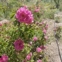 فروش نهال گل محمدی بصورت عمده وخرده