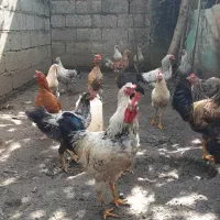 فروش ۷ عدد خروس