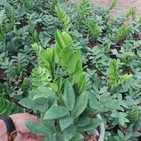 زاموفیلیا سبز هلندی