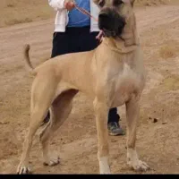 واگذاری ماده سرابی