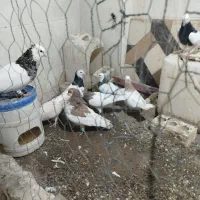 کبوتر کفتر اصلی خوشگل ساده هفرنگ طوقی هفرنگ
