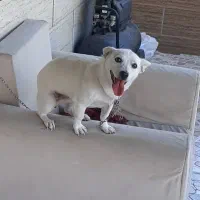 سگ  واگذاری رایگان