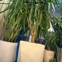 گل وگلدان یوکا