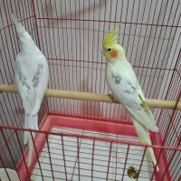 جفت عروس دوکت مولد سخنگو باقفس شیک|پرنده|دورود, |دیوار