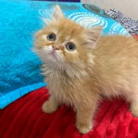 گربه گارفیلدی