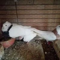 تخم کبوتر طوقی