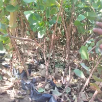 نهال پسته گلدانی|خدمات باغبانی و درختکاری|اردکان, |دیوار