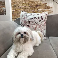 گمشده  سگ شیتزو نام بلفی جنسیت نر