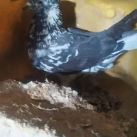 کفتر|پرنده|درمیان, |دیوار