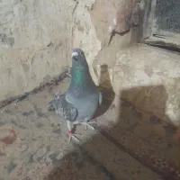 ۸تا کبوتر به بوم فروشی