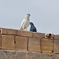 سلام چندعدد کبوتر در ماهشهر شهرک طالقانی