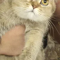 بریتیش ماده