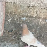 کبوتر|پرنده|برازجان, |دیوار