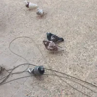 کفتر یا کبوتر معاوضه وفروش|پرنده|قدس, شهرقدس|دیوار