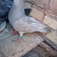 معاوضه با پرنده قفسی