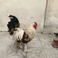 خروس برهما