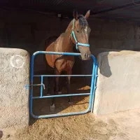 اسب اصیل