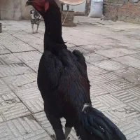 خروس لاری