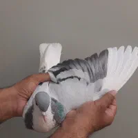 کبوتر بد رنگ