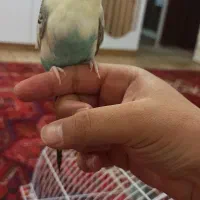 مرغ عشق