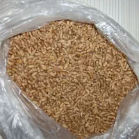 گندم بذر قلویر‌شده تمیز 32