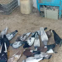 فروش همش سینه|پرنده|فسارود, |دیوار