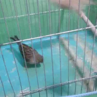 قناری ماده