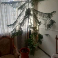 کاج مطبق