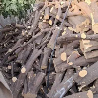 خرید و قطع  درخت و چوب مرکبات و صنوبر و باغی