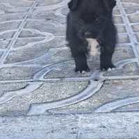 سگ پامر اشتپیز|سگ|ماهدشت, |دیوار