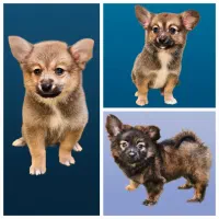 اشپیتز پامر هر ۳ ماده