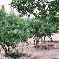 باغ دارای درختان جوان|فروش زمین و ملک کلنگی|اصفهان, آزادگان|دیوار