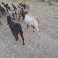 گله بز کوچک داشتی|حیوانات مزرعه|کازرون, |دیوار