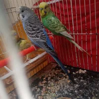 مرغ عشق جفت با جوجه