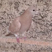 کبوتر دمگیر خرقه|پرنده|خمینی‌شهر, |دیوار