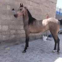 اسب. مادیون