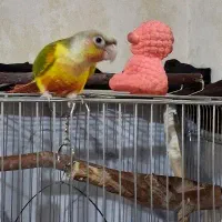 گرینچیک سه ماهه|پرنده|مهریز, |دیوار