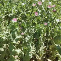 دانه دارویی توم|گل و گیاه طبیعی|دورود, |دیوار