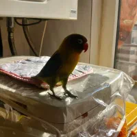 طوطی برزیلی نر سخنگو خیلی واضح حرف میزنه