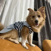 واگذاری پامر