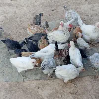 جوجه بومی