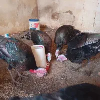 بوقلمون محلی طبیعی|حیوانات مزرعه|اردبیل, |دیوار