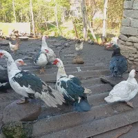فروش اردک اسراییلی و غاز لیندا